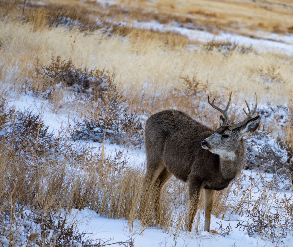 Landscapes Colorado #3