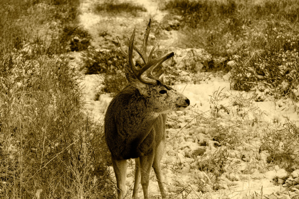 Landscapes Colorado #4