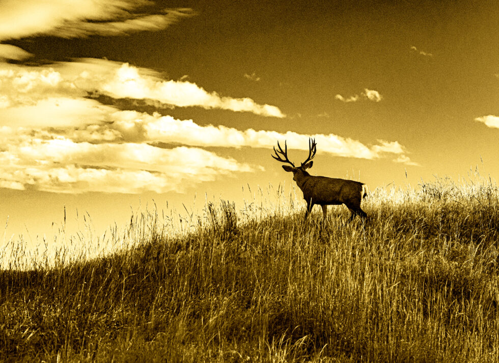 Landscapes Colorado #10