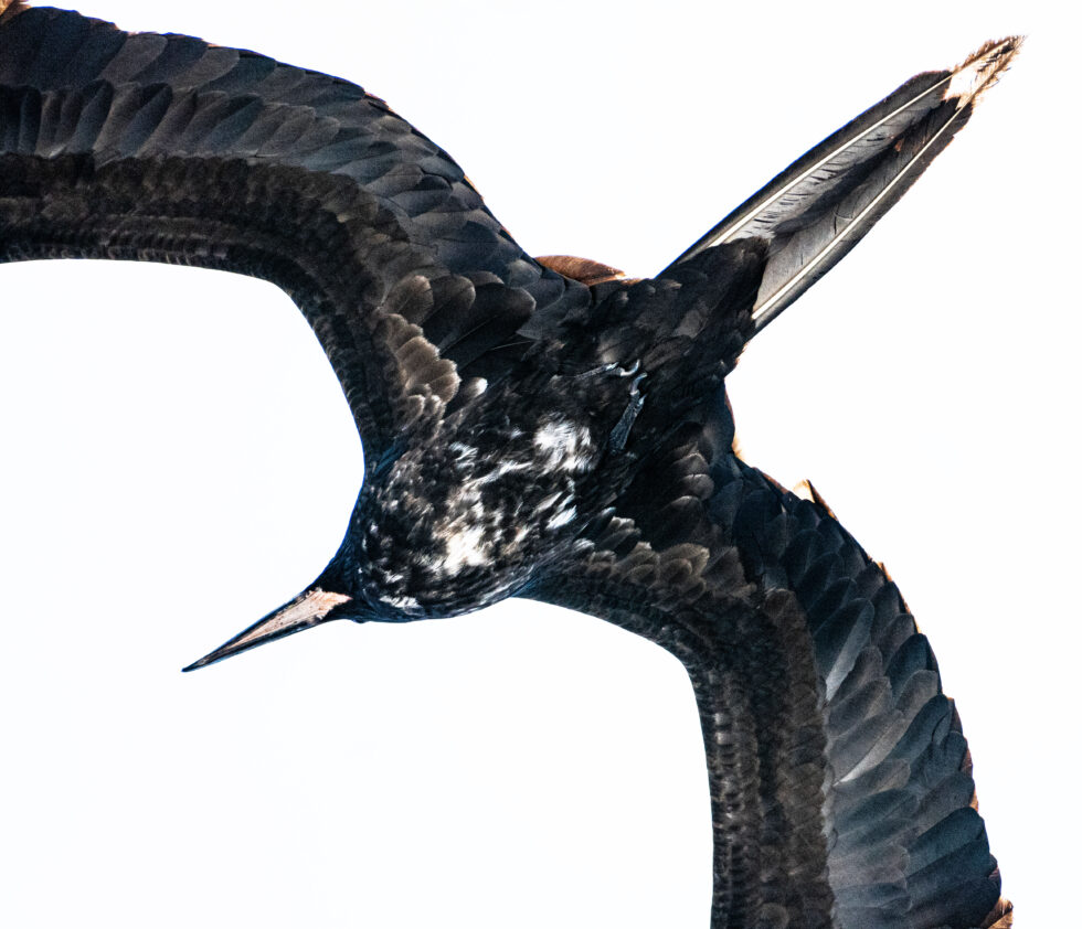 Frigate Bird - Galapagos