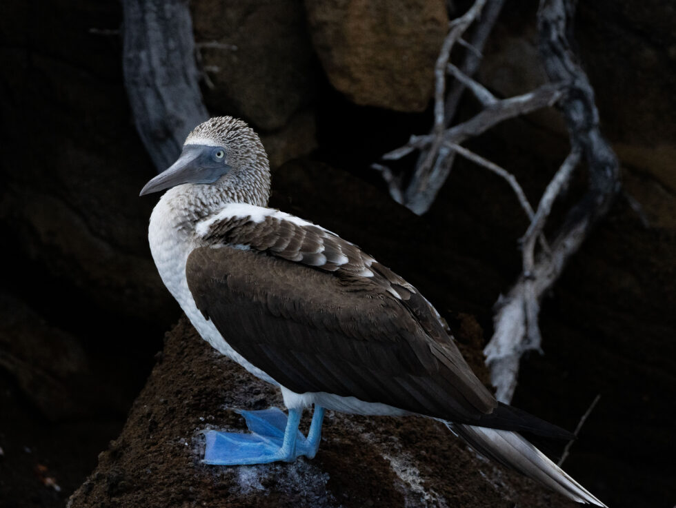 Blue Footed Booby - Galapagos