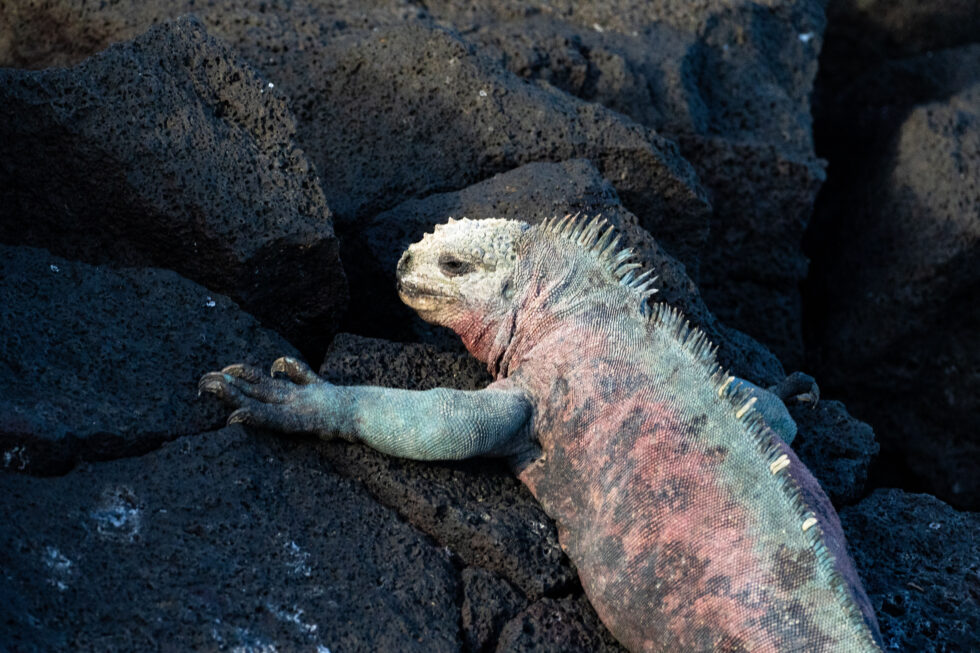 Marine Iguana - Galapagos