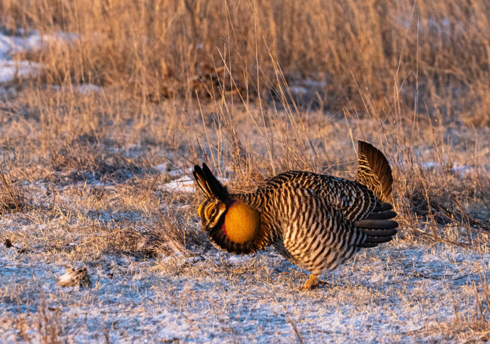 Greater Prairie Chicken - McCook, Nebraska