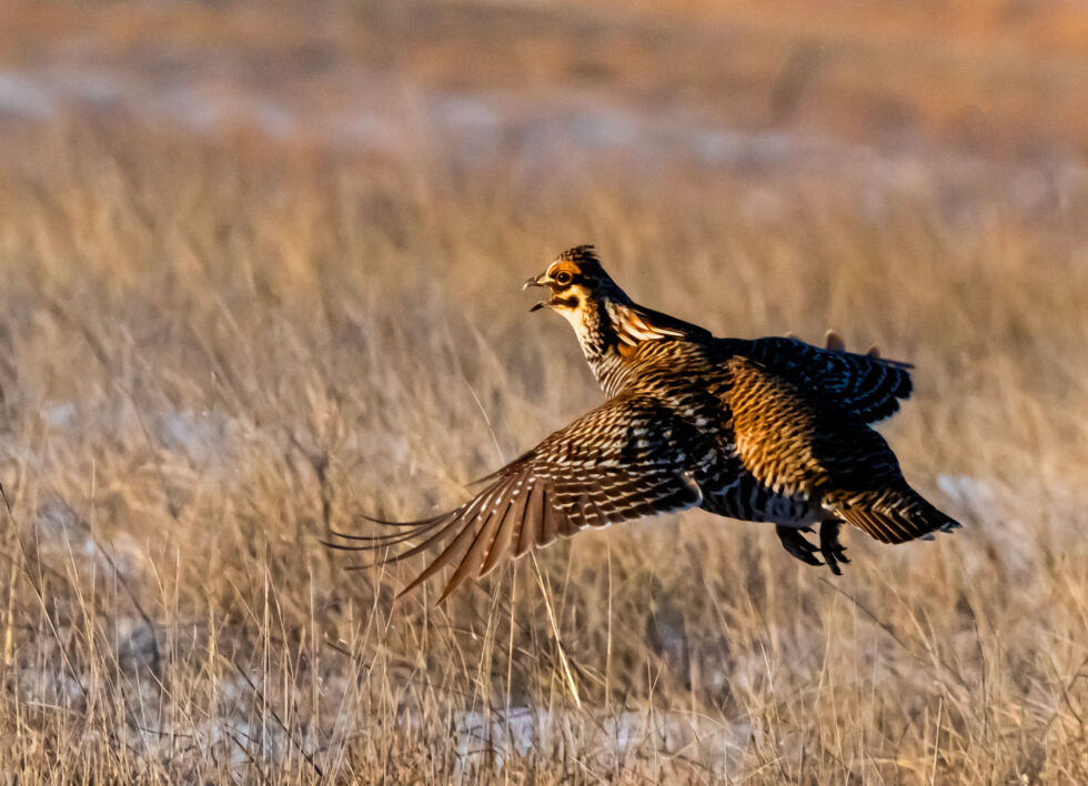 Greater Prairie Chicken - McCook, Nebraska