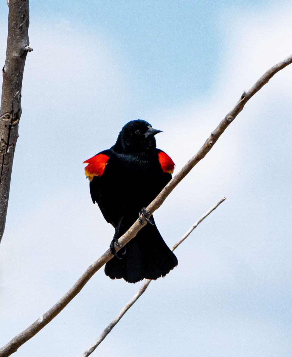 Red Winged Blackbird - Riverbend Ponds Natural Area Fort Collins, Colorado