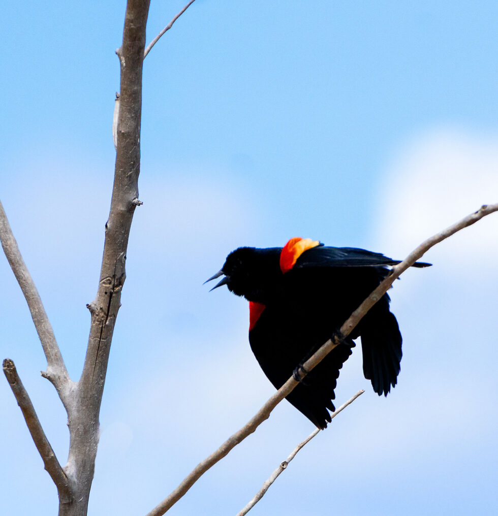 Red Winged Blackbird - Riverbend Ponds Natural Area Fort Collins, Colorado