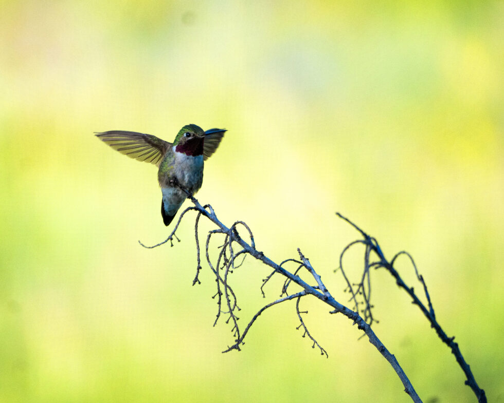 Black Chinned Hummingbird - Minturn, Colorado