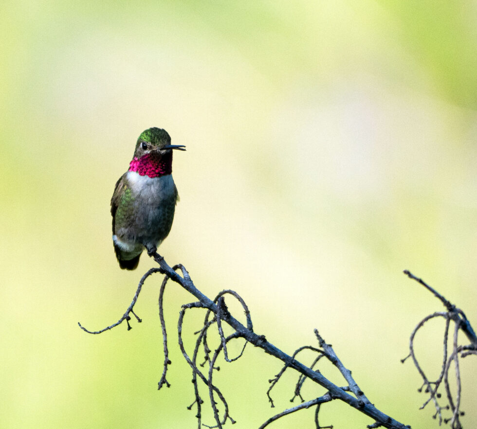Black Chinned Hummingbird - Minturn, Colorado