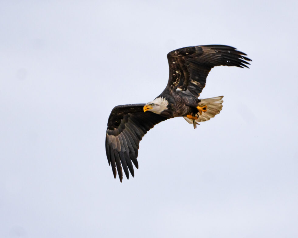 Bald Eagle ( Shy of full maturity ) - Rocky Mountain Arsenal NWR Denver, Colorado