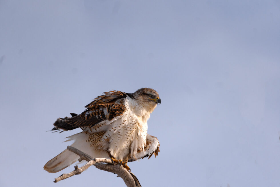 Ferruginous Hawk - Rocky Mountain Arsenal NWR Denver, Colorado