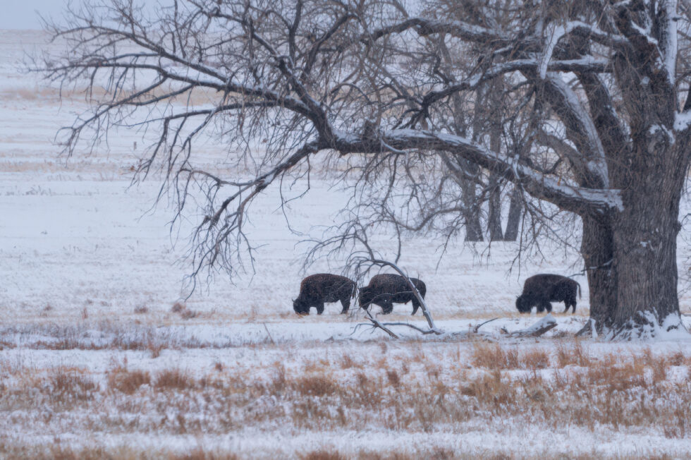 Bison in Winter - Rocky Mountain Arsenal NWR Denver, Colorado
