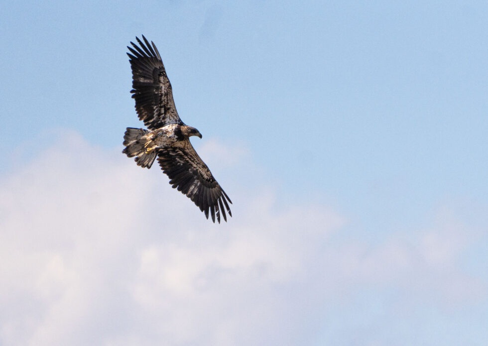 Bald Eagle (Immature) -Rocky Mountain Arsenal NWR, Denver, Colorado.